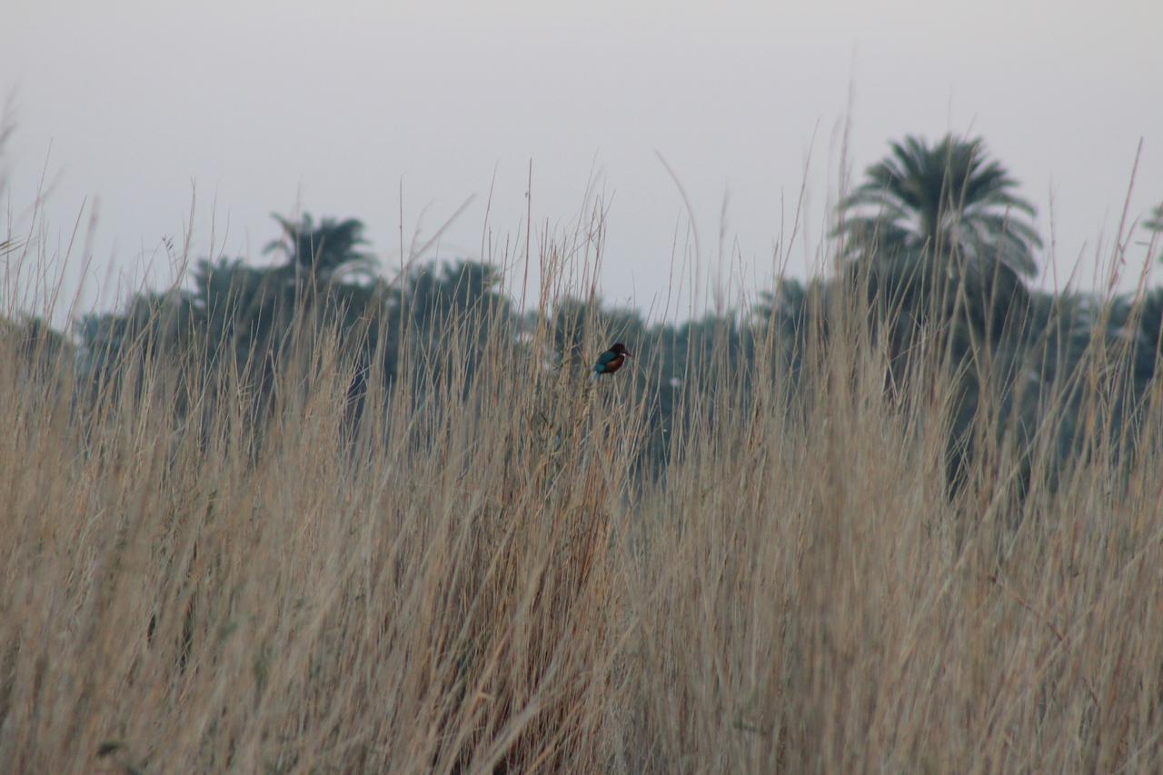 Kom El Dikka Agri Lodge ‘Izbat an Nāmūs Bagian luar foto